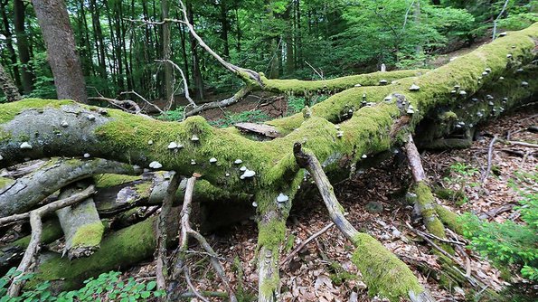 Ein Baum im Nationalpark Hunsrück-Hochwald
