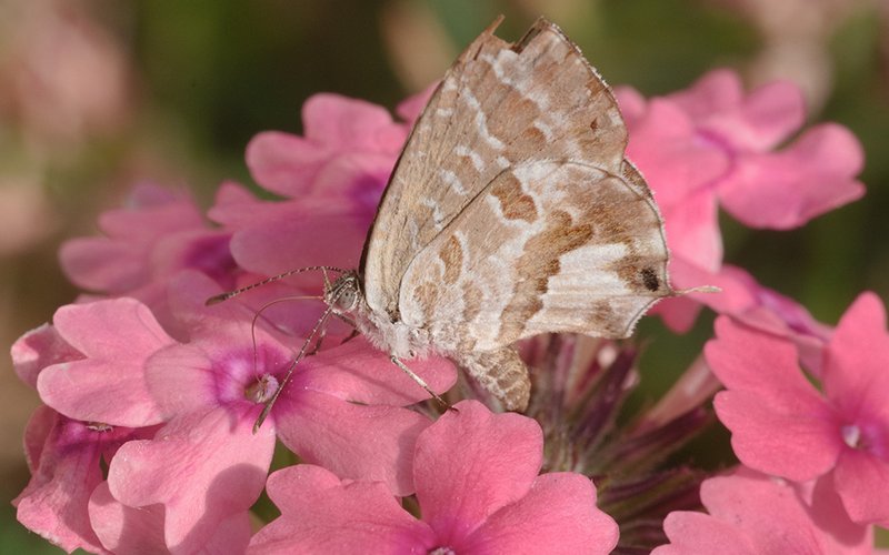 Ein Schmetterling an einer Blume
